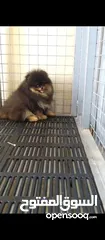  3 Pomeranian   Samoyed    Giant Malamute