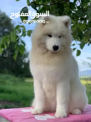  19 Pomeranian   Samoyed    Giant Malamute