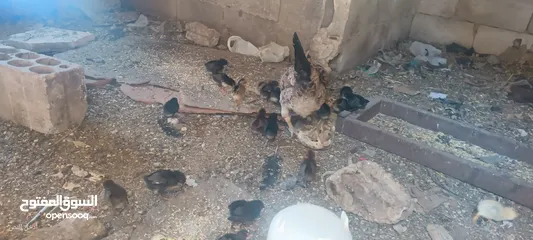  8 جاجه يهوديه معها 25 صوص بلدي