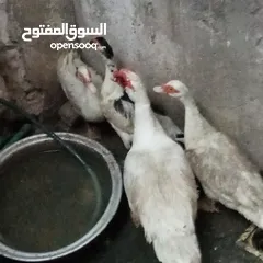  11 دجاج عرب وبشوش مصري