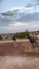  6 مهر العمر 10 شهور قطعه بصلاه ع النبي للبيع او البدل