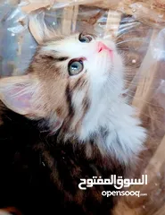  1 قطة شيرازي  العمر 45 يوم  بسعر  فقط 250 شيكل  نابلس