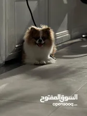  5 كلب بومرينيان عمرو سنة و3اشهر مدرب معو اثباتو ويوجد به طفرة بعينو