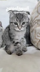  23 Scottish fold cats male and female  2 month  old