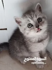  3 قطط كيتنز عمرهم 43 يوم  النوع سكوتش ستريت سيلفر شيدد  صحتهم ممتازة  جمالهن يشرح القلب