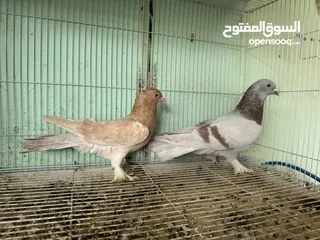  10 حمام قلاب طيران