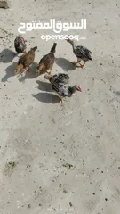  10 افراخ دجاج ((عدد  6 ))
