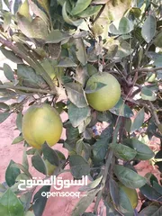  24 مزرعه 2 هكتار بمدينة الزاويه بسعر مناقس