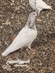  4 حمام باكستاني