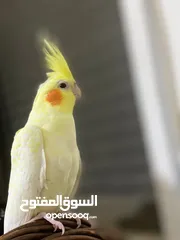  2 كوكتيل اليف جدا مع القفص