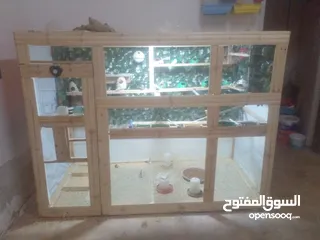  1 عصافير جنه 20 جوزه مكينة إنتاج مشالله  جوزين حب منتج