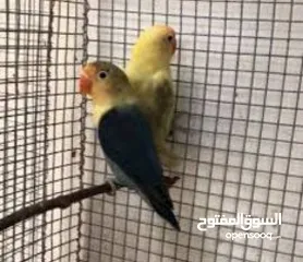  8 كوكتيل وحب وجنة و جولدن فينش وكنار وطفرات الفيشر باربلو وعندليب وكراون بلو ونابليون