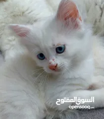  4 قطط مكس شيرازي  شهرين