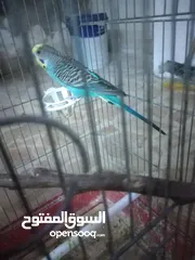  3 3 جواز حب مع فراخ شغالااات مقفصات 3 معالف