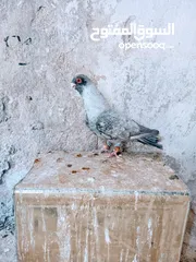  5 جواز نخب اول