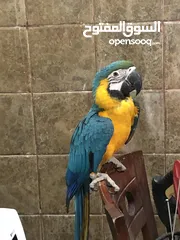  1 Cute six months old trained macaw looking for a new home