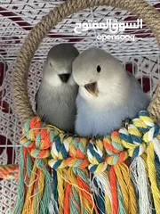  1 زوج ببغاء روز lovebird