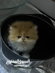  5 For reservation persian/falt face pure kittens. للحجز كتنز بيرشن بيكي فيس