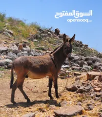  1 حمار فحل نخب للبيع