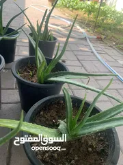  6 Cactus plant-Opontia Plant and Aloe vera