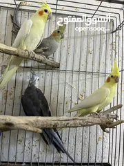  3 عصفير كوكتيل