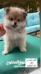  1 Pomeranian dog