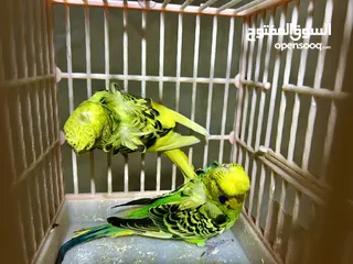 5 كوم طيور حب هوجو شغاله