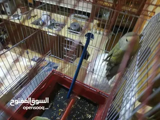  6 انثى كوكتيل البينو عين حمرا اليف ولعوب وهادي وشغاله جوز روز شغلات واليفات امنتيجات عندي وذكر روزاليف
