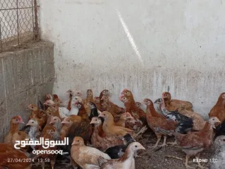  6 دجاج عماني لحبه بريال