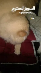  2 قط للتبني ذكر