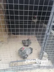  1 بيض مخصب للفقاسات