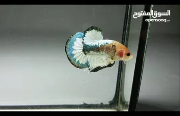  3 betta Fish Available  with good Colour سمكة بيتا