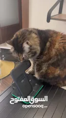  4 Mixed local/Persian cat for adoption  قطة مزيج بين بلدي و شيرازي للتبني