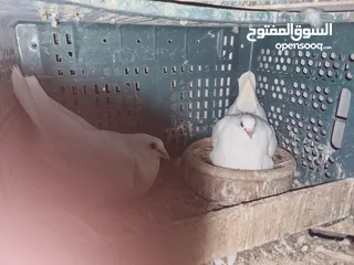  1 جواز فرنسي وكنج