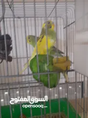  1 جوز حب وجوز جنه الفحل جامبو وحبتين جنه فحول مع قفاص