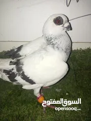  1 حمام كش للبيع كوم