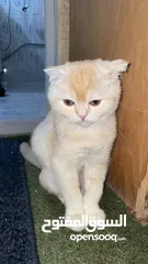  6 قطط سكوتش فولد 3 اناث وذكرين