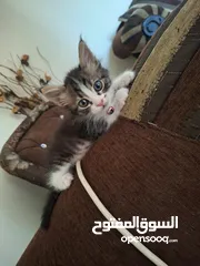  5 بسان عمره شهر للتبني