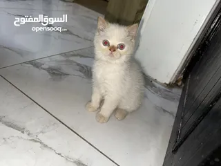  3 قطط همالايا عمرهم شهرين
