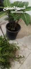  3 بيت مستقل الرصيفه الجنوبي للبيع