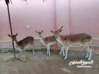  3 غزلان للبيع