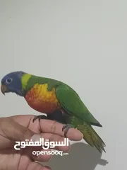  3 Lory fully hand tamed