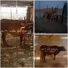  1 بقره للبيع