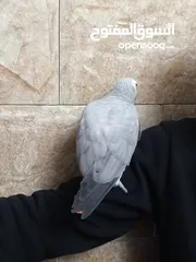  6 طير كاسكو خارق