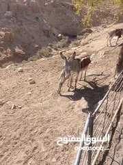  6 جحشه غنم عمرها سنتين ونص ومعاها جحشه عمرها 25 يوم