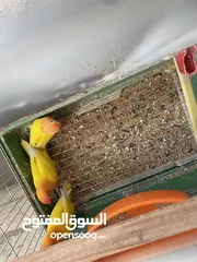  4 جواز روز وفشر