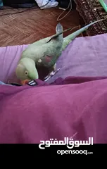  2 ببغاء كساندرا متكلم لعووب  ذكر بدايه طوق حبه بتسبح للي خلقها صحه ونضافه حجم دبل دبل دبل جامبو