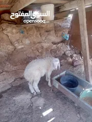  1 خاروف للبيع