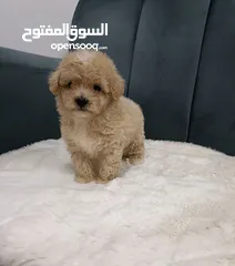  1 Premium quality Maltipoo puppies