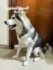  4 انثي هاسكي Female husky